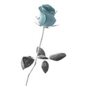 rose3