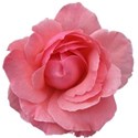 pink-wild-rose
