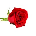 rosebig