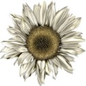 moo_pattysdream_sunflower