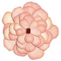 jeanine-blossom10-ajs