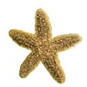 DS_FB_StarfishCharm