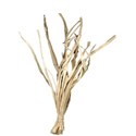 DSnow_FlamingoBeach_Raffia