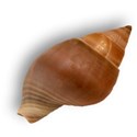 SHELL2s_mikkilivanos