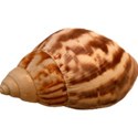 SHELL4_mikkilivanos