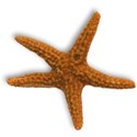 STARFISH2_mikkilivanos