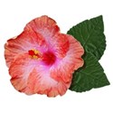DS_FB_Hybiscus