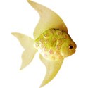 moo_funandfancyfree_fish1