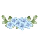 DSnow_TropicalBreeze_FlowerCluster (2)