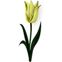 Tulip1