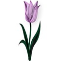 Tulip2