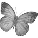 ke_black butterfly