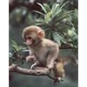 monkey cutee