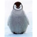 cute penguin