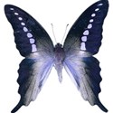 armina_lavander_sky_butterfly1
