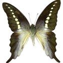 armina_lavander_sky_butterfly2