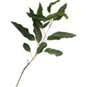 DZ_SummerShine_branch