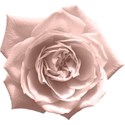 moo_bouquetoffriends_rose