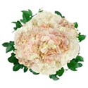 DS_C_FlowerRoundM