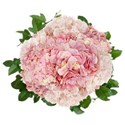 DS_C_FlowerRoundP