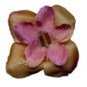 lisa-blossom1-ajs