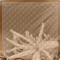 Diamond Romance Papers #1 - 06