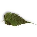 LEAF4_sg_mikki_livanos