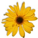FLOWER2_secretgarden_mikki_livanos