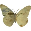 DZ_Simplicity_butterfly1