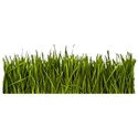 Grass