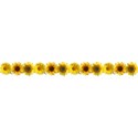 SUNFLOWERSrow_mikkilivanos