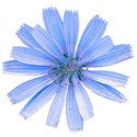 flower7