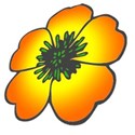 my_scew_buttercup_flower