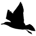 bird3