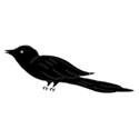 bird5