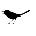 bird7