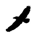 bird9