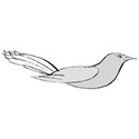 bird6