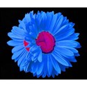 DSC_0310-blueflower