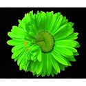 DSC_0310-liimegreenflower