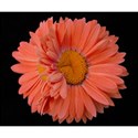 DSC_0310-orangeflower