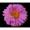 DSC_0310-pinkflower