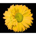 DSC_0310-yellowflower