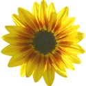 SUNFLOWER3_mikkilivanos