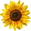 SUNFLOWER2_mikkilivanos