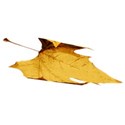 BOS SH autumn leaf03