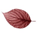 BOS SH autumn leaf06
