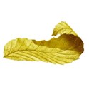 BOS SH autumn leaf08