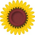 BOS SH sunflower02