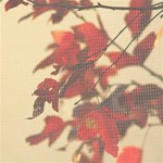 Red Leaves